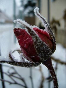 Farnost Jihlava - Slavnost Narození Páně 25.12.2012