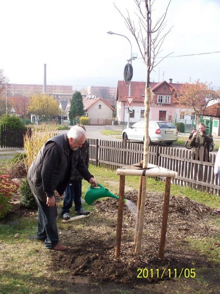 Farnost Varnsdorf - Strom sv. Anežky České